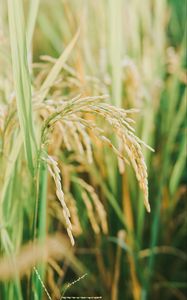 Preview wallpaper grasses, plant, field, nature