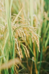 Preview wallpaper grasses, plant, field, nature