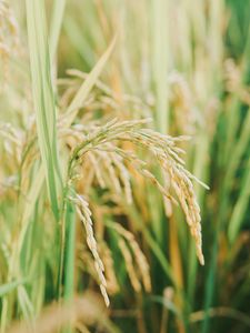 Preview wallpaper grasses, plant, field, nature