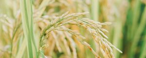 Preview wallpaper grasses, plant, field, nature