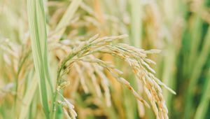 Preview wallpaper grasses, plant, field, nature