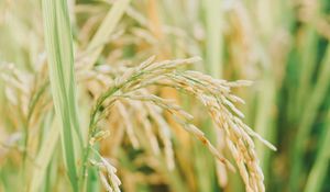 Preview wallpaper grasses, plant, field, nature