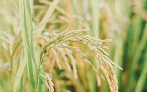 Preview wallpaper grasses, plant, field, nature