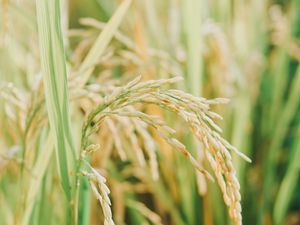 Preview wallpaper grasses, plant, field, nature