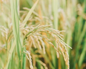 Preview wallpaper grasses, plant, field, nature