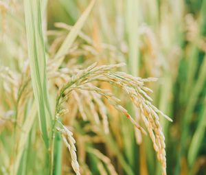 Preview wallpaper grasses, plant, field, nature