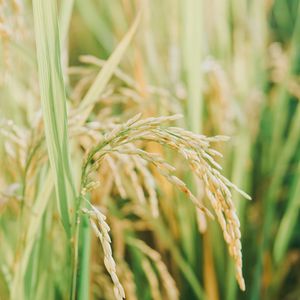 Preview wallpaper grasses, plant, field, nature