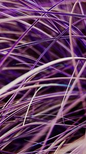 Preview wallpaper grasses, plant, macro, purple