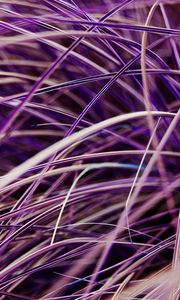 Preview wallpaper grasses, plant, macro, purple