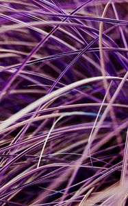 Preview wallpaper grasses, plant, macro, purple