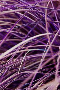 Preview wallpaper grasses, plant, macro, purple