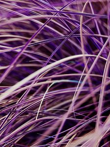 Preview wallpaper grasses, plant, macro, purple