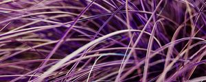 Preview wallpaper grasses, plant, macro, purple