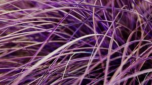 Preview wallpaper grasses, plant, macro, purple