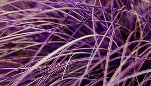 Preview wallpaper grasses, plant, macro, purple