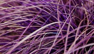 Preview wallpaper grasses, plant, macro, purple