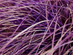 Preview wallpaper grasses, plant, macro, purple