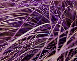 Preview wallpaper grasses, plant, macro, purple