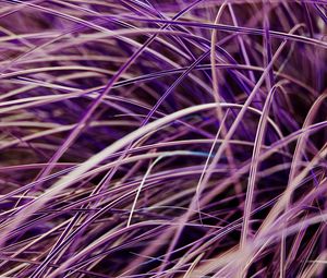 Preview wallpaper grasses, plant, macro, purple