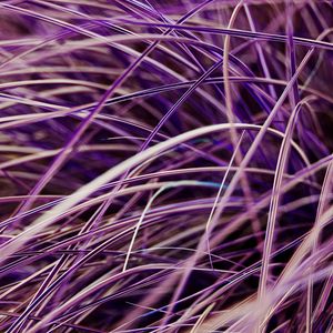 Preview wallpaper grasses, plant, macro, purple