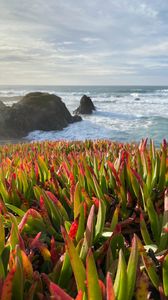 Preview wallpaper grasses, plant, rocks, sea, horizon