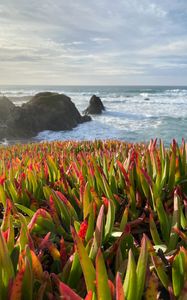 Preview wallpaper grasses, plant, rocks, sea, horizon