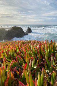 Preview wallpaper grasses, plant, rocks, sea, horizon