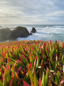 Preview wallpaper grasses, plant, rocks, sea, horizon