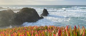 Preview wallpaper grasses, plant, rocks, sea, horizon