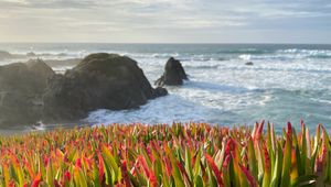 Preview wallpaper grasses, plant, rocks, sea, horizon