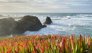 Preview wallpaper grasses, plant, rocks, sea, horizon