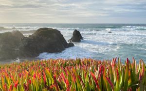 Preview wallpaper grasses, plant, rocks, sea, horizon