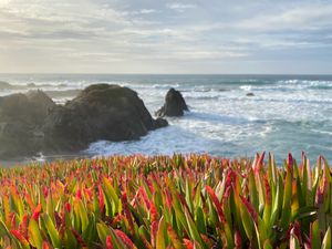 Preview wallpaper grasses, plant, rocks, sea, horizon