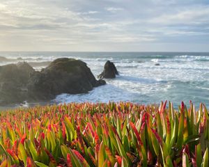 Preview wallpaper grasses, plant, rocks, sea, horizon