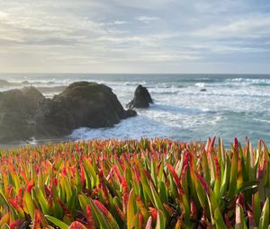 Preview wallpaper grasses, plant, rocks, sea, horizon