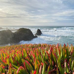 Preview wallpaper grasses, plant, rocks, sea, horizon