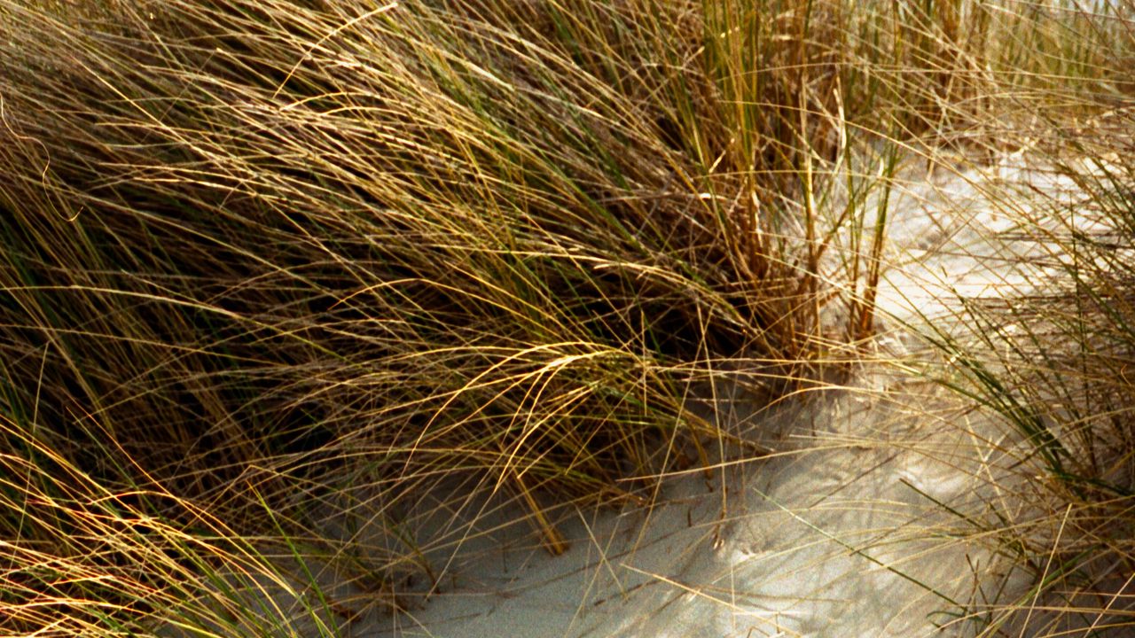 Wallpaper grasses, plant, sand, white