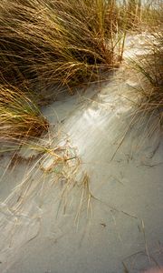 Preview wallpaper grasses, plant, sand, white