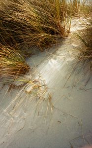 Preview wallpaper grasses, plant, sand, white