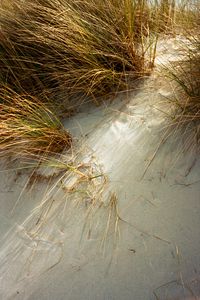 Preview wallpaper grasses, plant, sand, white