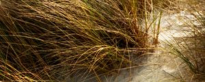 Preview wallpaper grasses, plant, sand, white