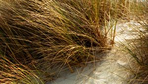 Preview wallpaper grasses, plant, sand, white