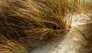 Preview wallpaper grasses, plant, sand, white