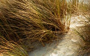 Preview wallpaper grasses, plant, sand, white