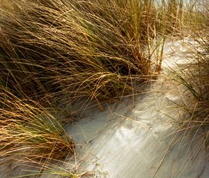 Preview wallpaper grasses, plant, sand, white