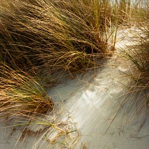 Preview wallpaper grasses, plant, sand, white