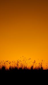 Preview wallpaper grasses, silhouette, outlines, dusk, dark