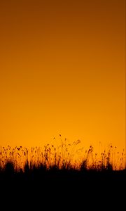 Preview wallpaper grasses, silhouette, outlines, dusk, dark