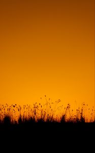 Preview wallpaper grasses, silhouette, outlines, dusk, dark