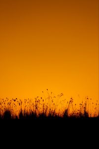 Preview wallpaper grasses, silhouette, outlines, dusk, dark